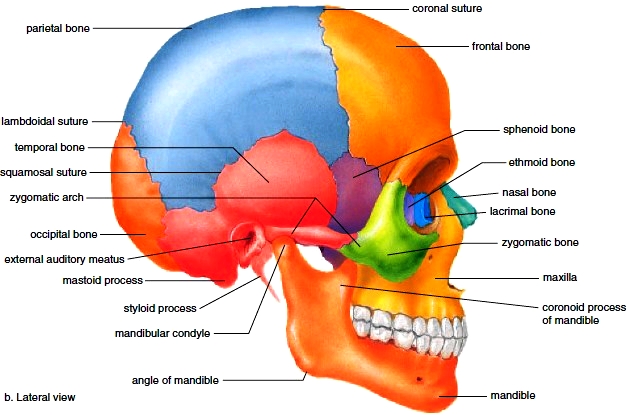 Human Anatomy Skull Anatomy